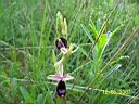 orchidea - foto di Giancarlo de Carolis
per ingrandire la foto cliccare sulla miniatura (488 Kb)